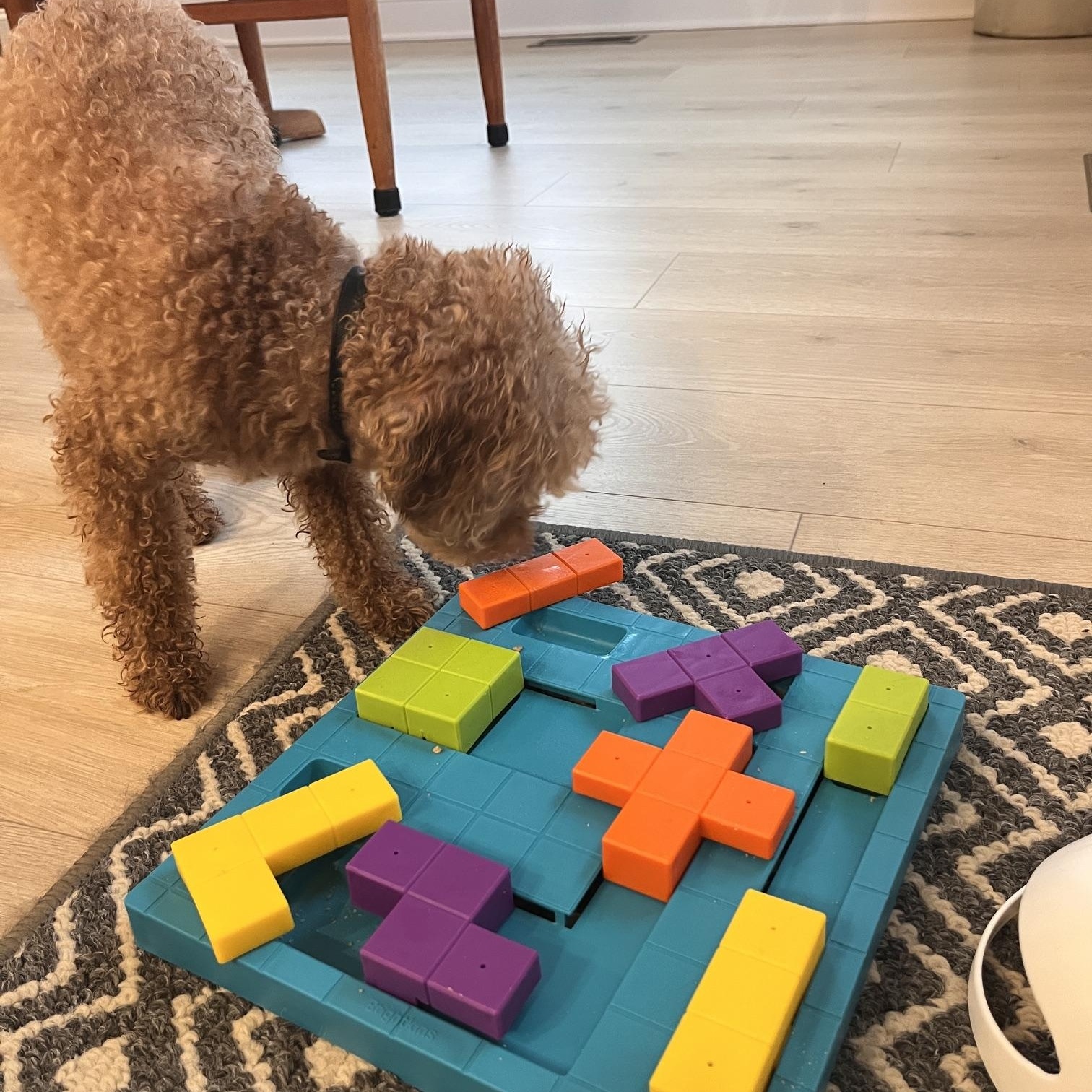 Enlarge Psalm, a Adoptable Poodle (Toy) in Richmond, VA image 6/6