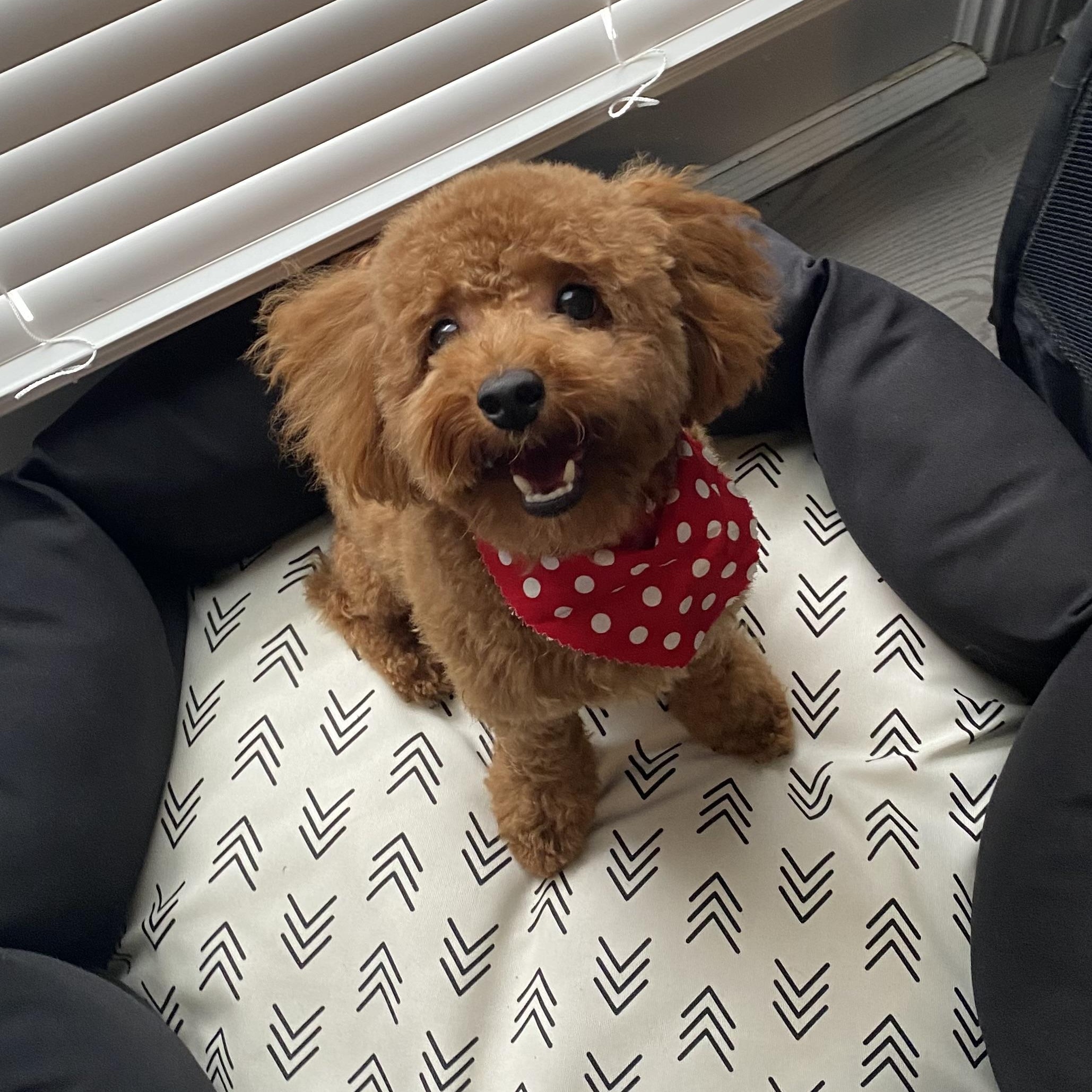 Enlarge Psalm, a Adoptable Poodle (Toy) in Richmond, VA image 4/6