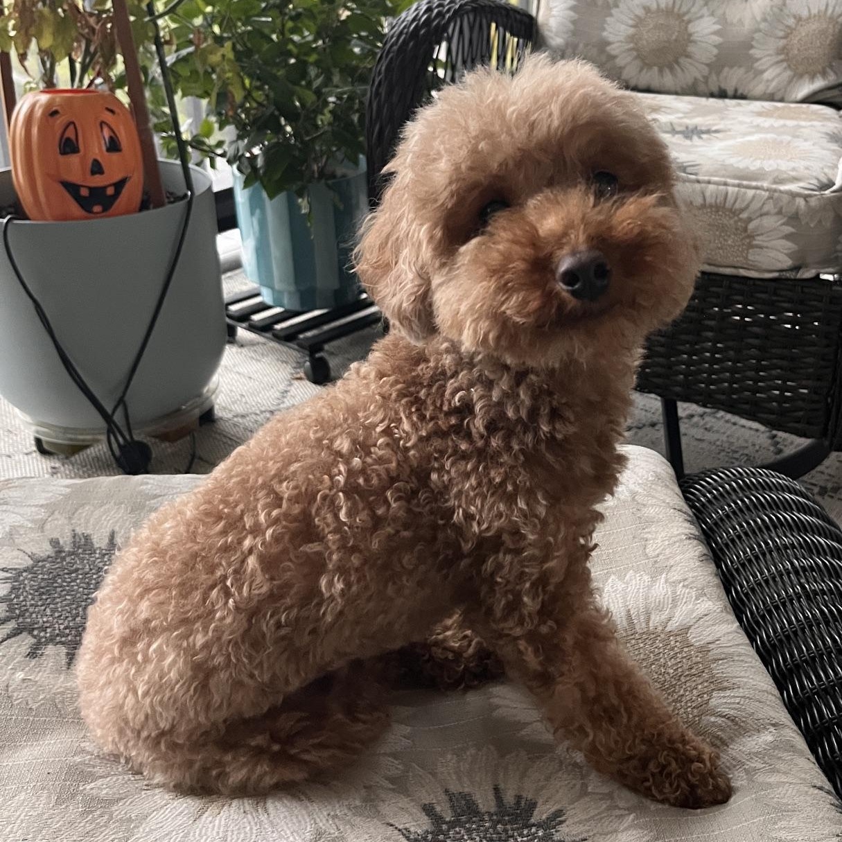 Enlarge Psalm, a Adoptable Poodle (Toy) in Richmond, VA image 2/6