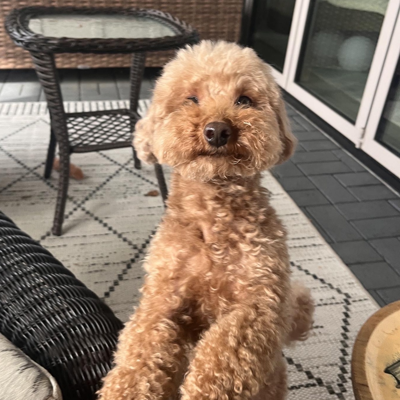 Psalm, Adoptable, Adult Male Poodle (Toy).