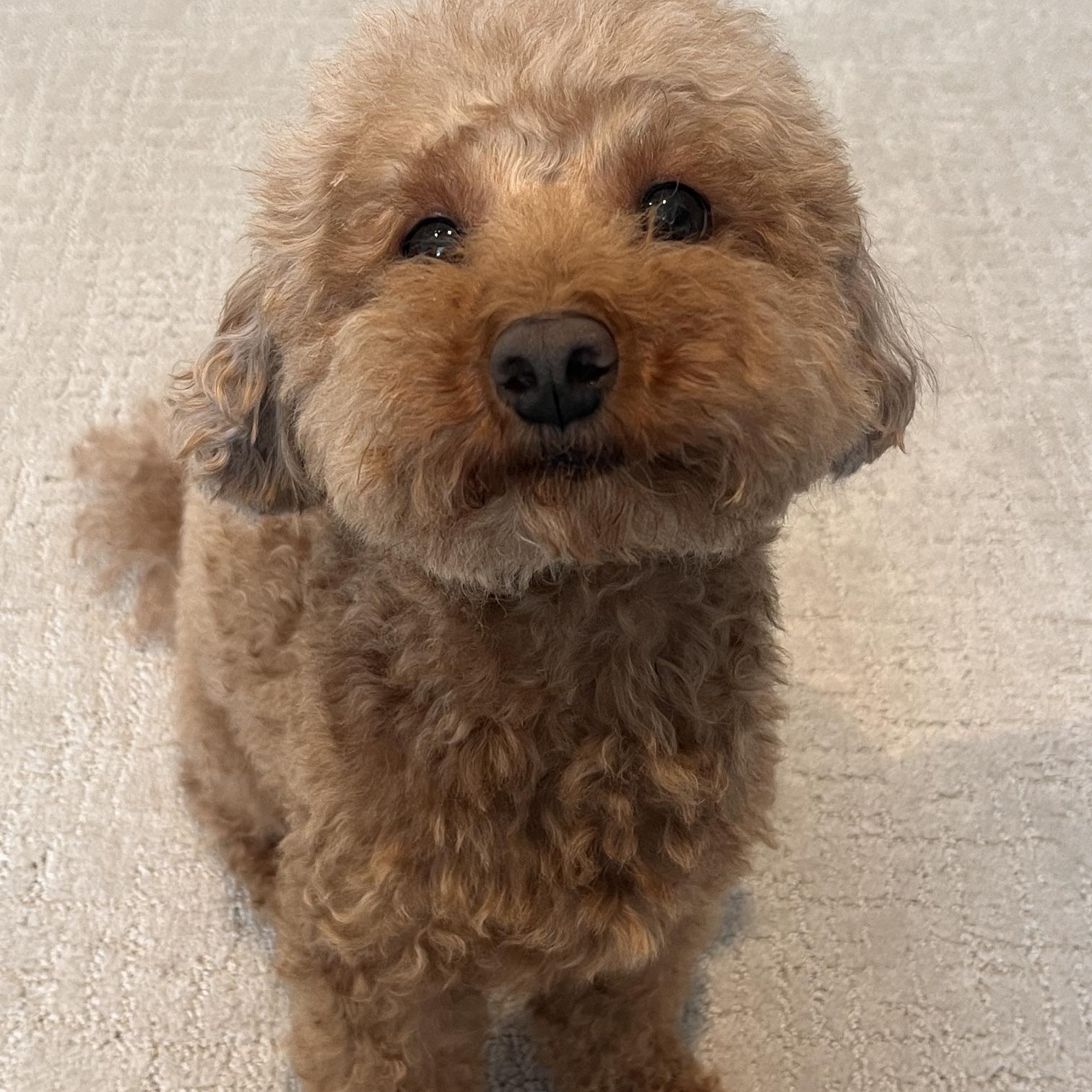 Enlarge Psalm, a Adoptable Poodle (Toy) in Richmond, VA image 5/6