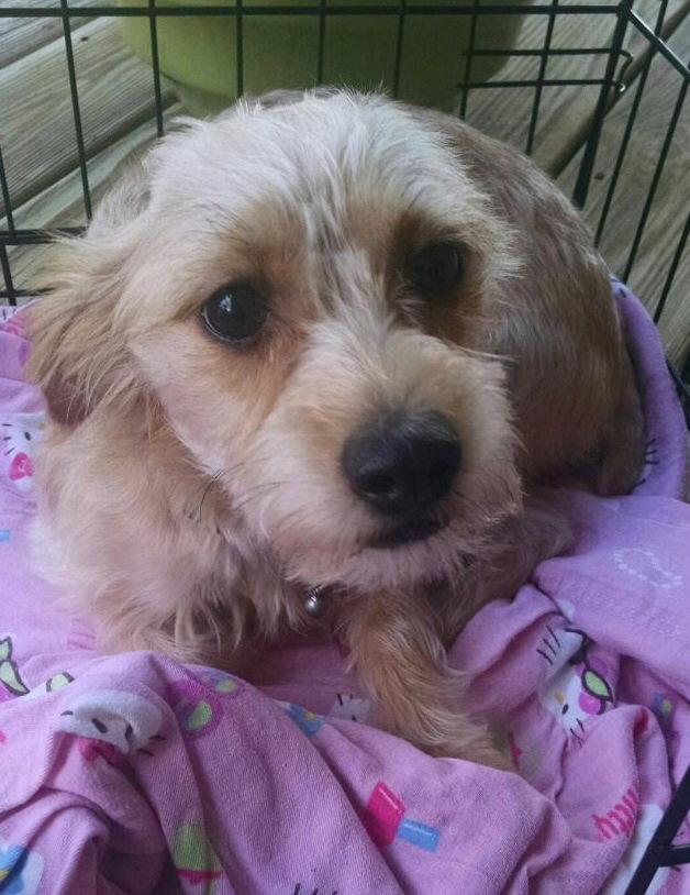 Letty *LOCAL*, Adopted, Puppy Female Yorkshire Terrier & Terrier.