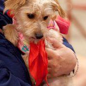Enlarge Letty *LOCAL*, a Adopted mixed breed in Wakefield, RI image 2/3