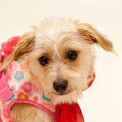 Enlarge Letty *LOCAL*, a Adopted mixed breed in Wakefield, RI image 3/3