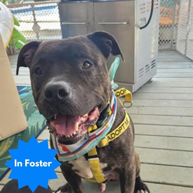 Enlarge DUCE, a Adoptable mixed breed in Indianapolis, IN image 1/1