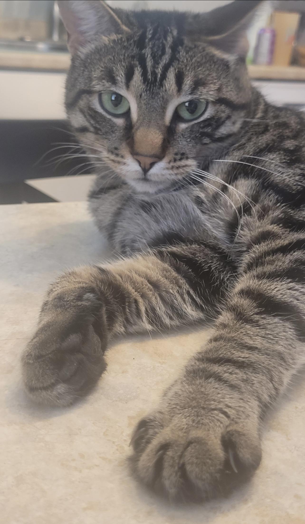 BEAUTIFUL BEN, Adoptable, Adult Male Bengal.