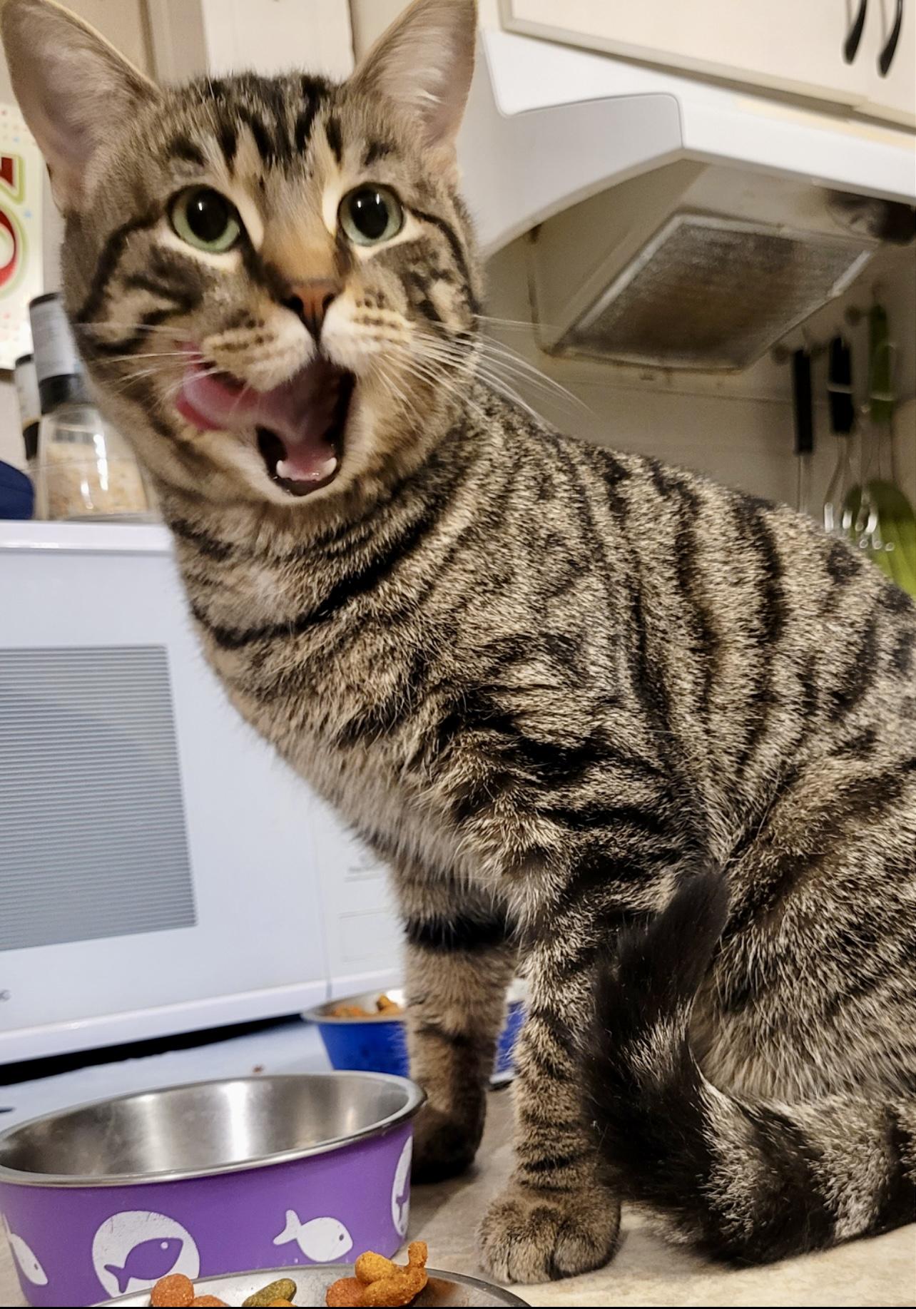 BEAUTIFUL BEN, a Adoptable mixed breed in Stoney Creek, ON image 3/4