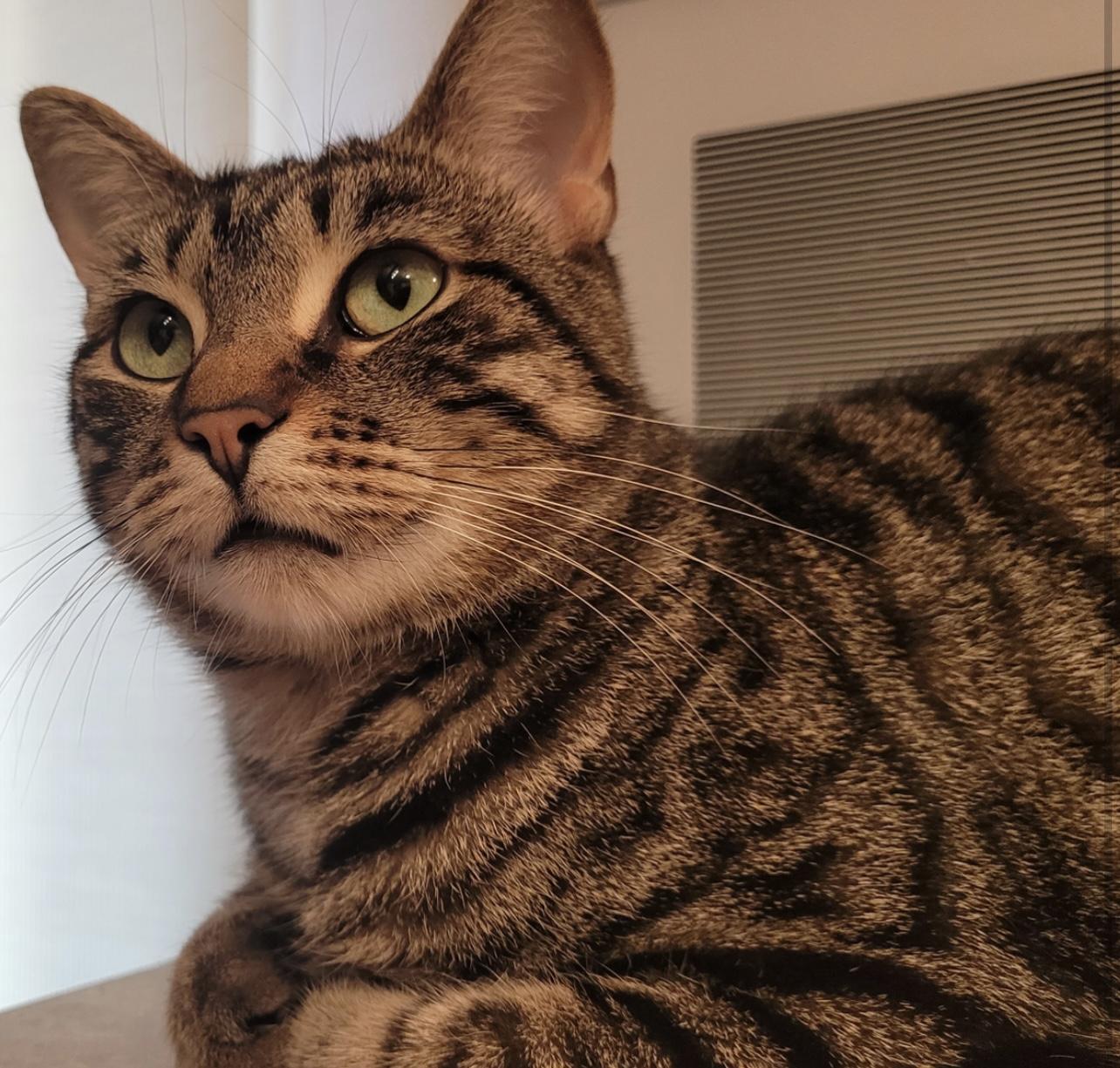 BEAUTIFUL BEN, a Adoptable mixed breed in Stoney Creek, ON image 4/4