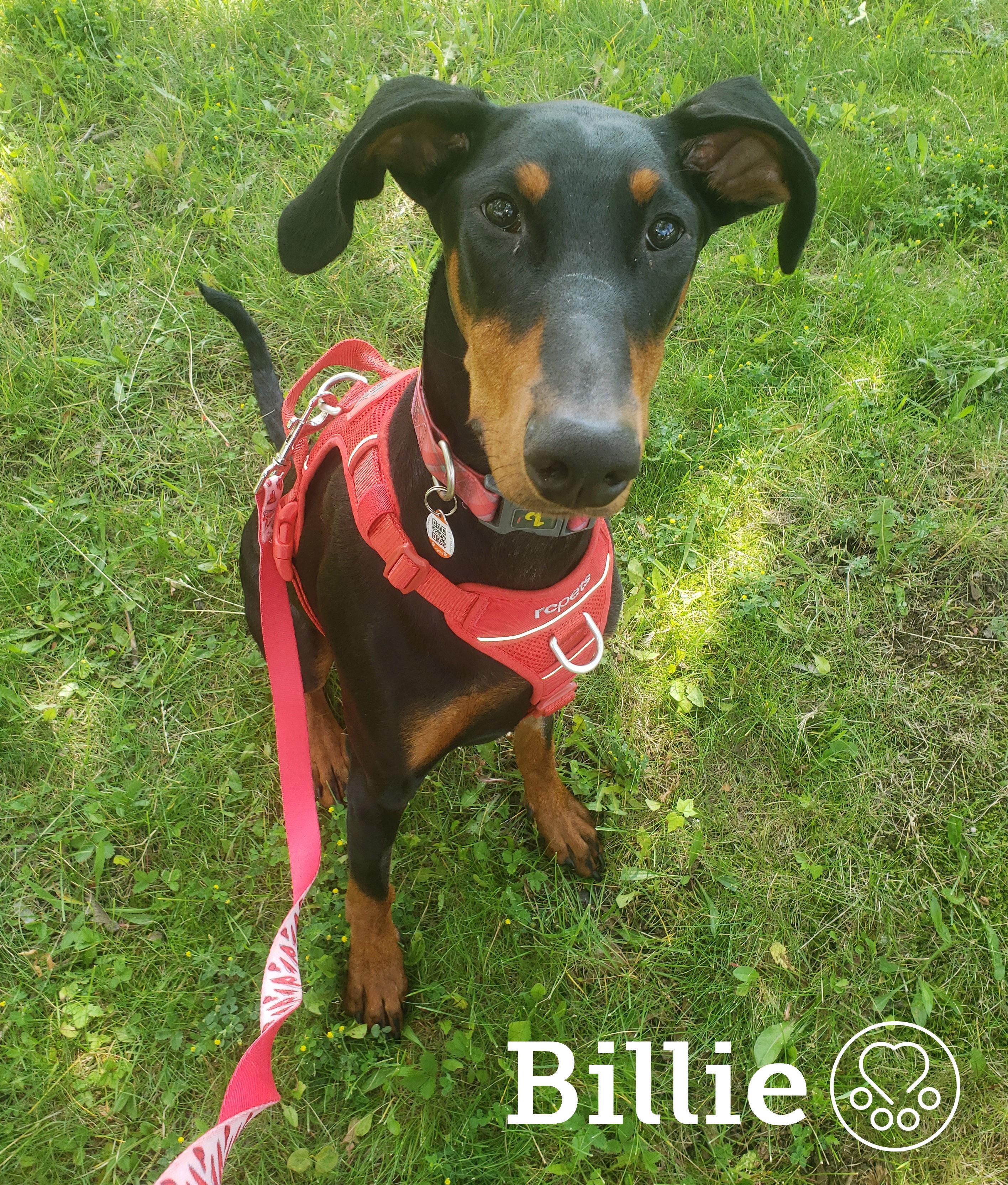 Billie, a ADOPTABLE Doberman Pinscher in Anjou, QC image 1/3