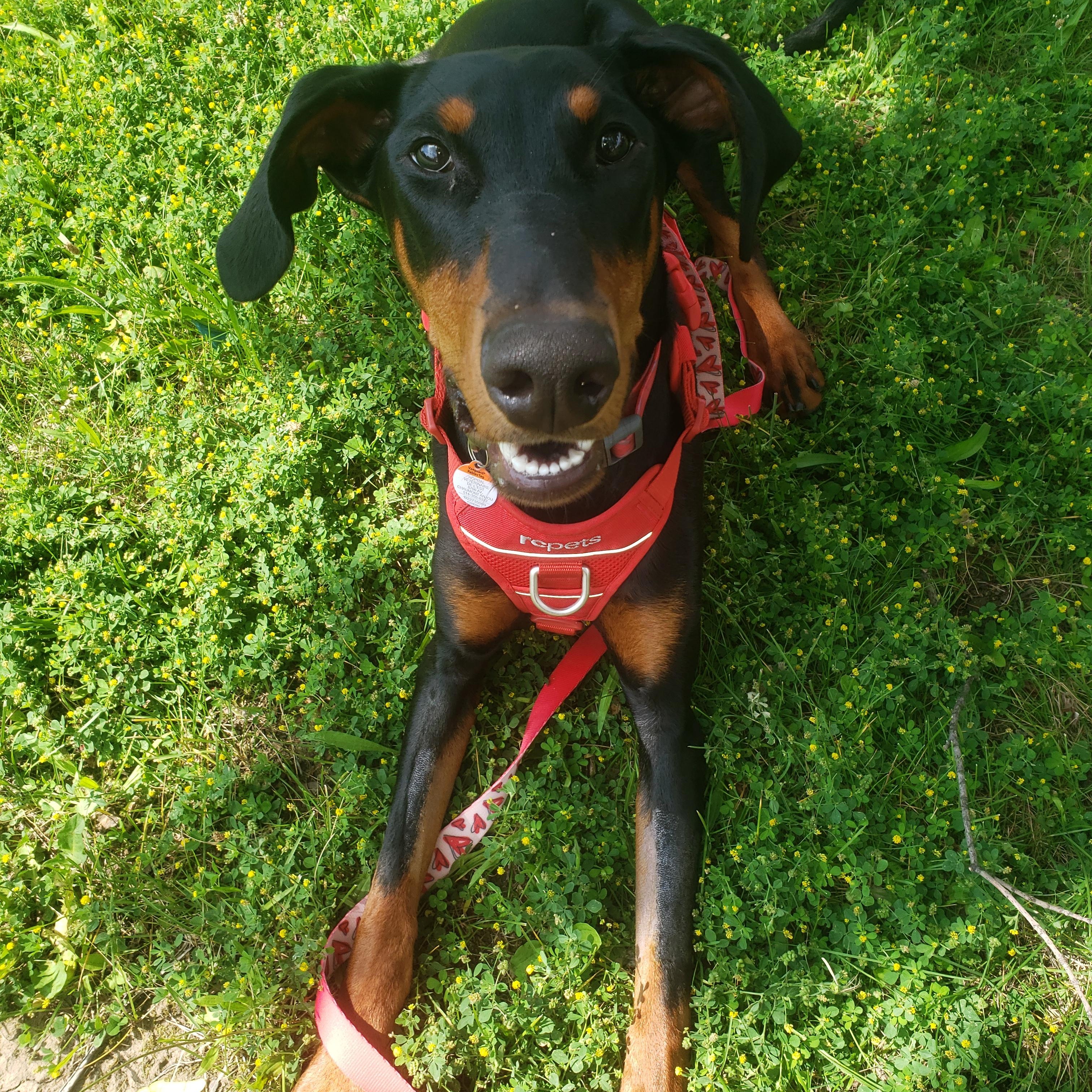 Billie, a ADOPTABLE Doberman Pinscher in Anjou, QC image 3/3