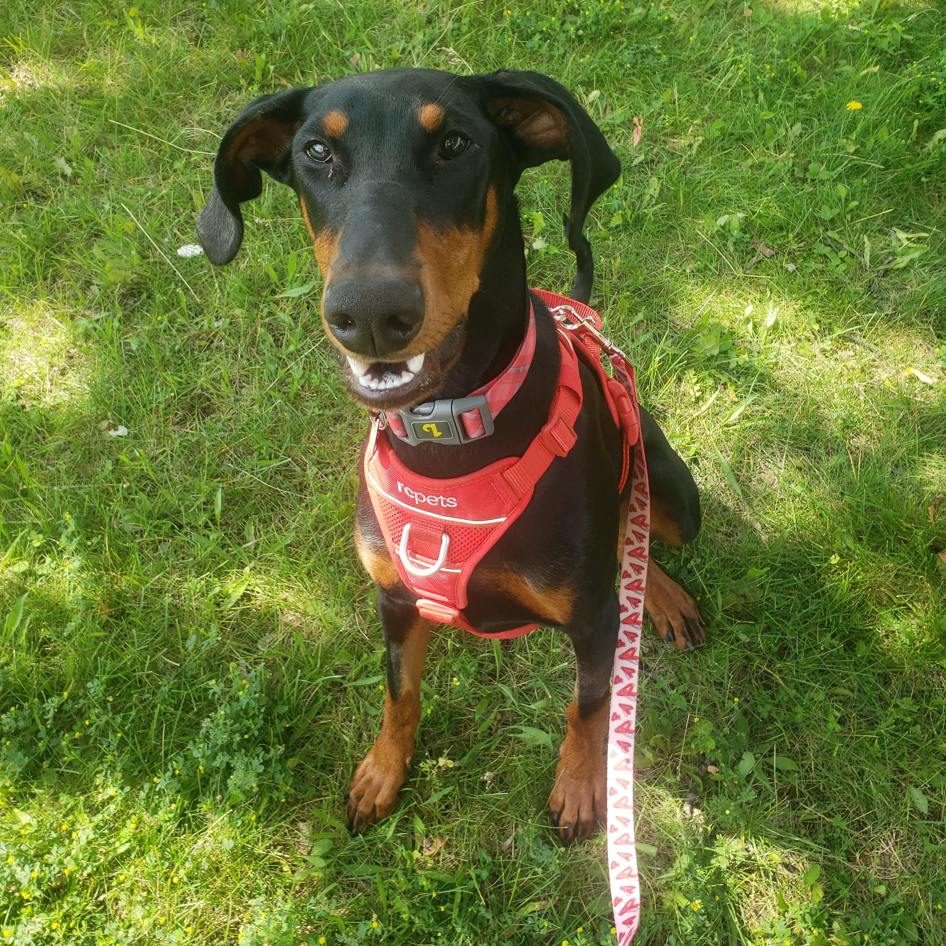 Billie, a ADOPTABLE Doberman Pinscher in Anjou, QC image 2/3