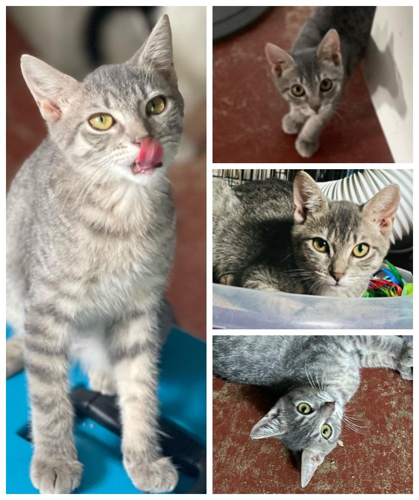 Enlarge Yen, a Adoptable Domestic Short Hair in Brooksville, FL image 1/3