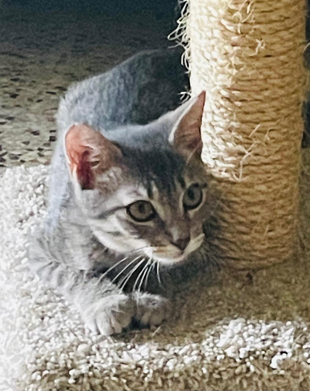 Enlarge Yen, a Adoptable Domestic Short Hair in Brooksville, FL image 2/3