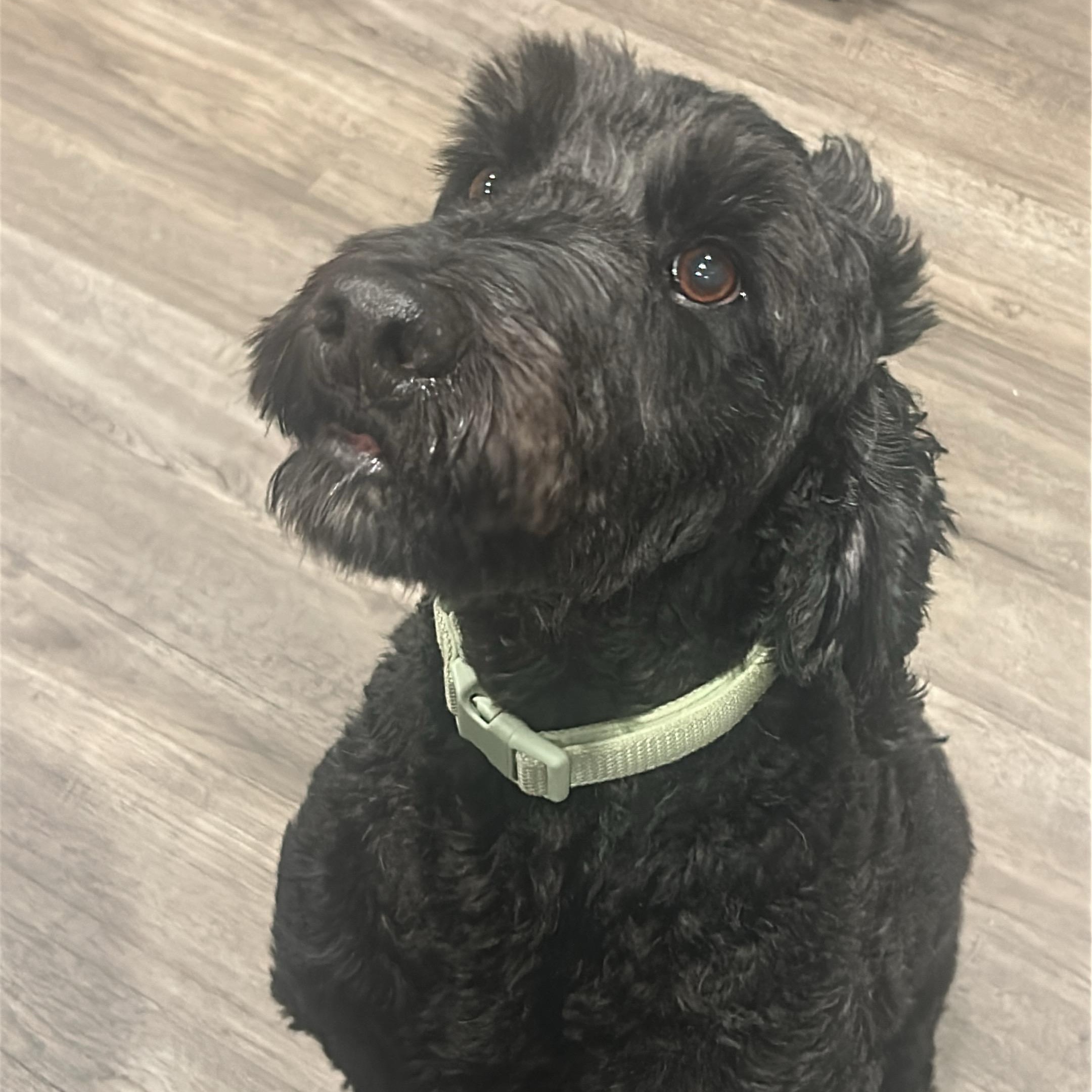 Enlarge Sammy, a Adoptable Labradoodle in atlanta, GA image 5/6
