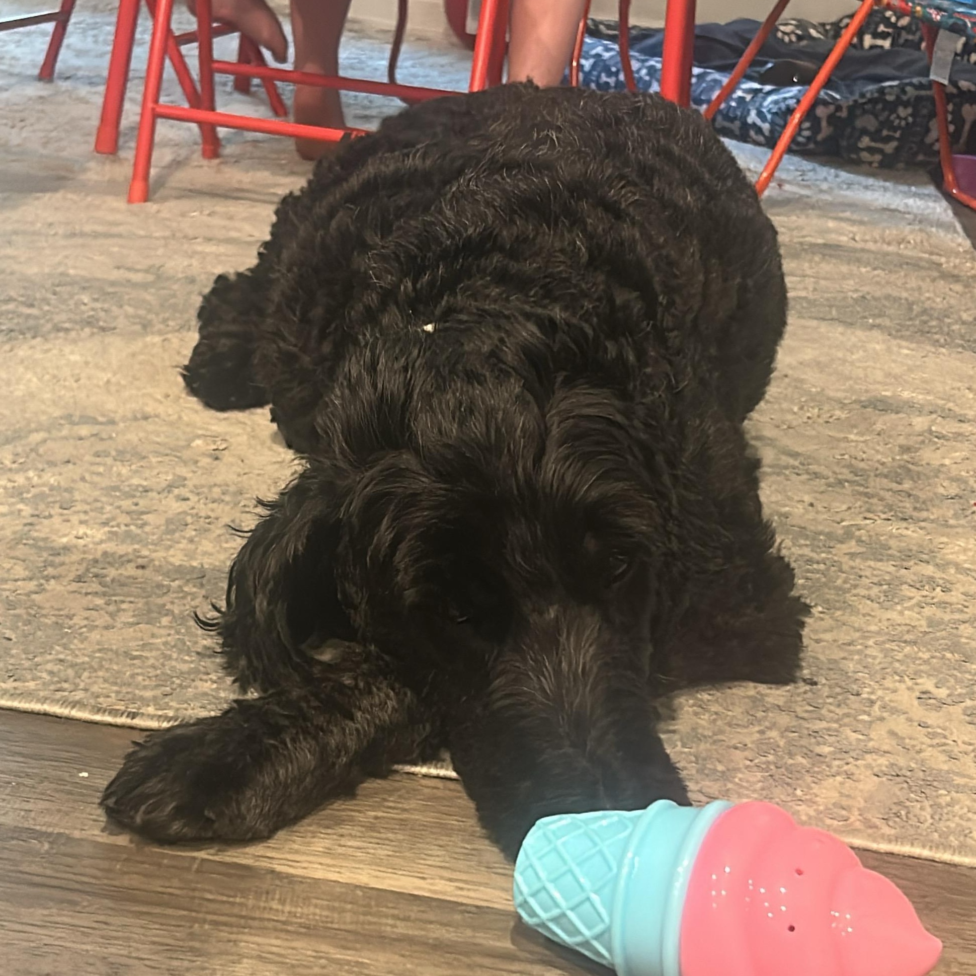 Enlarge Sammy, a Adoptable Labradoodle in atlanta, GA image 6/6