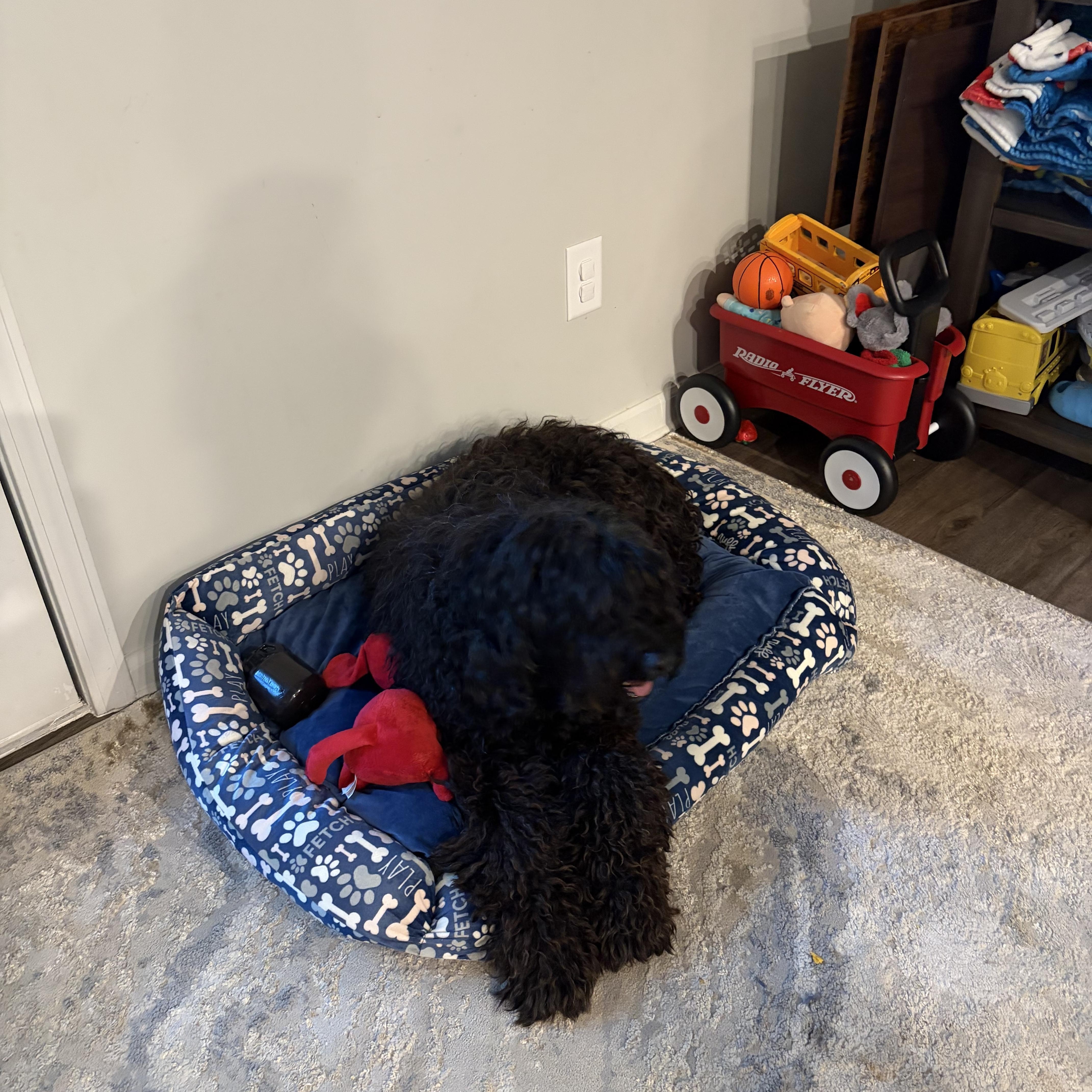 Enlarge Sammy, a Adoptable Labradoodle in atlanta, GA image 2/6
