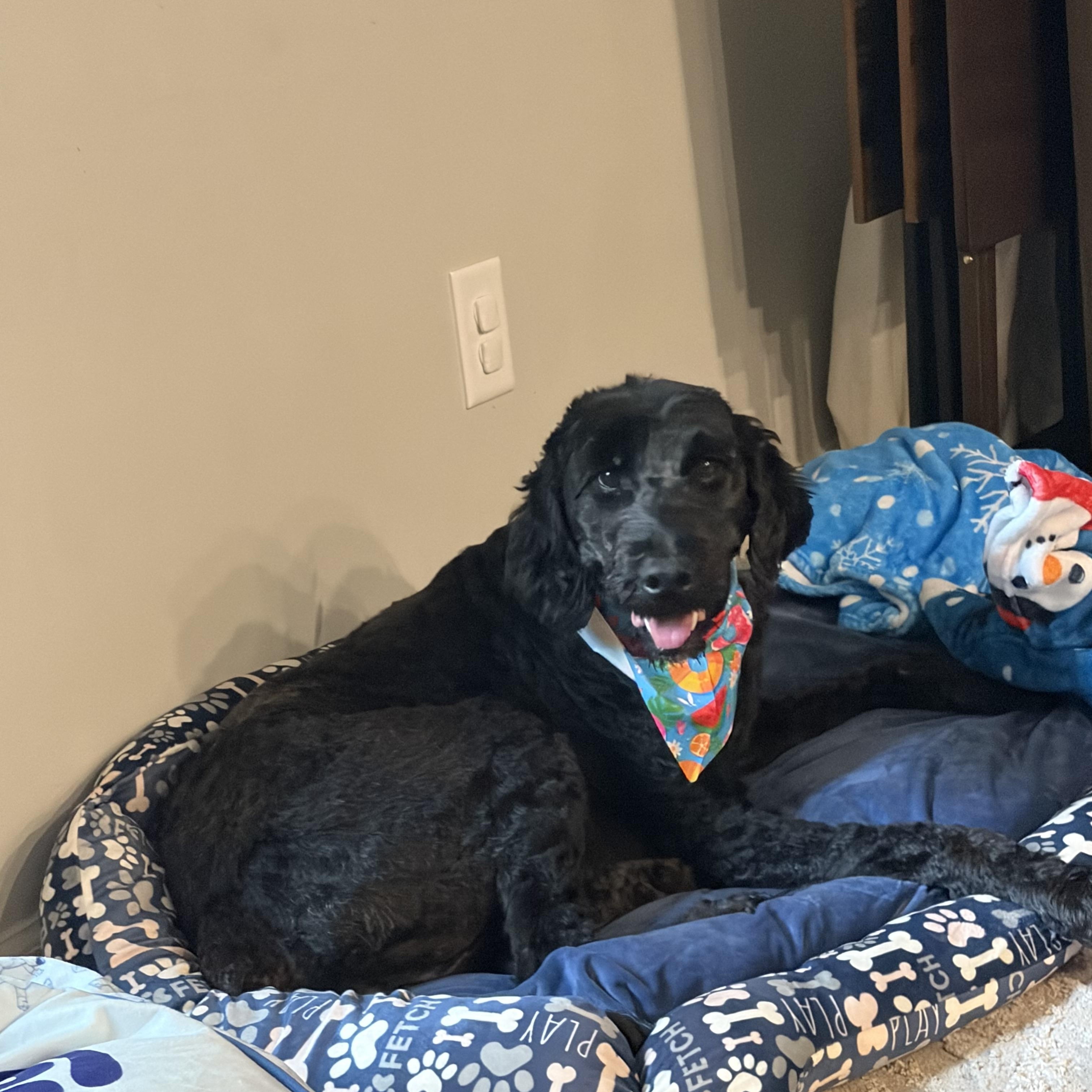 Enlarge Sammy, a Adoptable Labradoodle in atlanta, GA image 4/6