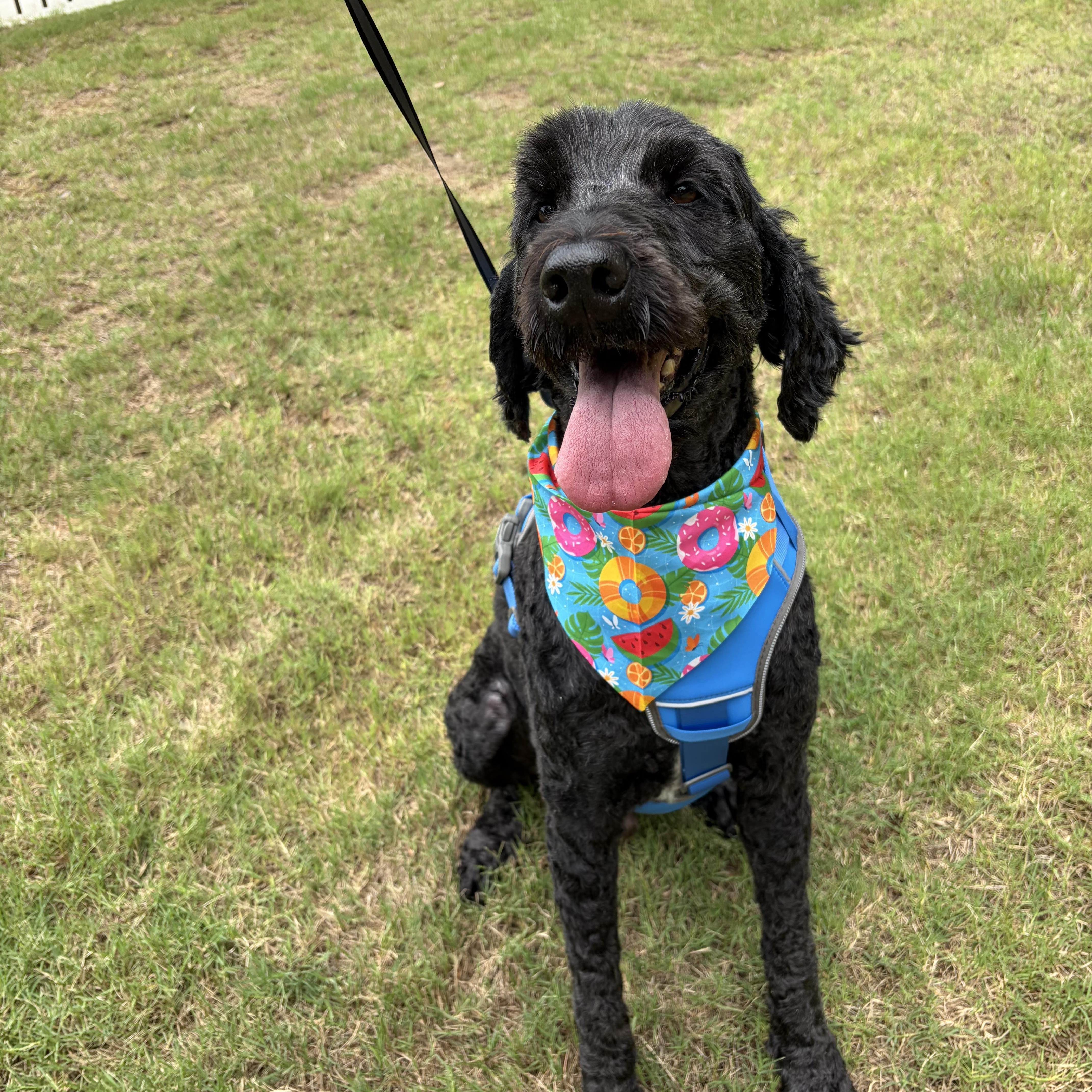 Enlarge Sammy, a Adoptable Labradoodle in atlanta, GA image 3/6