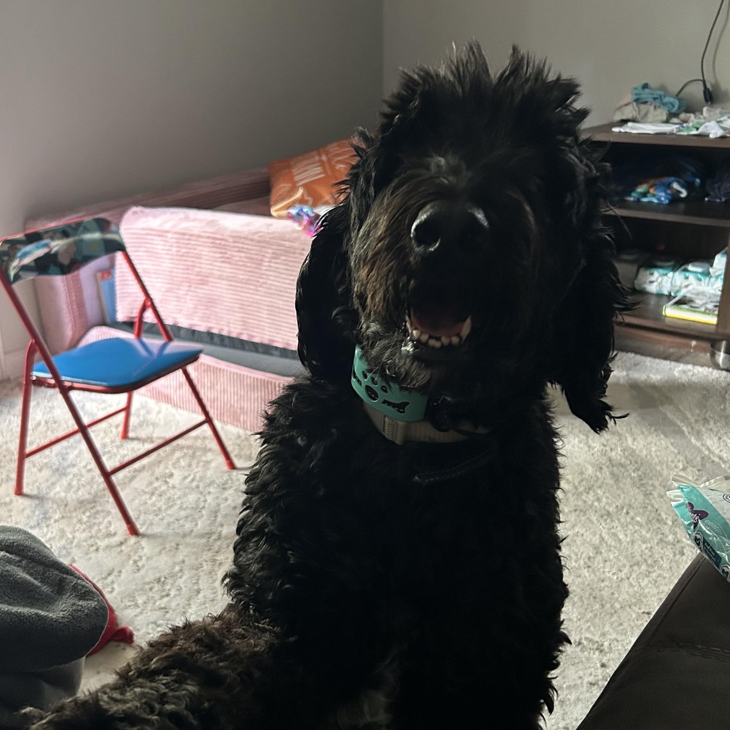 Enlarge Sammy, a Adoptable Labradoodle in atlanta, GA image 1/6