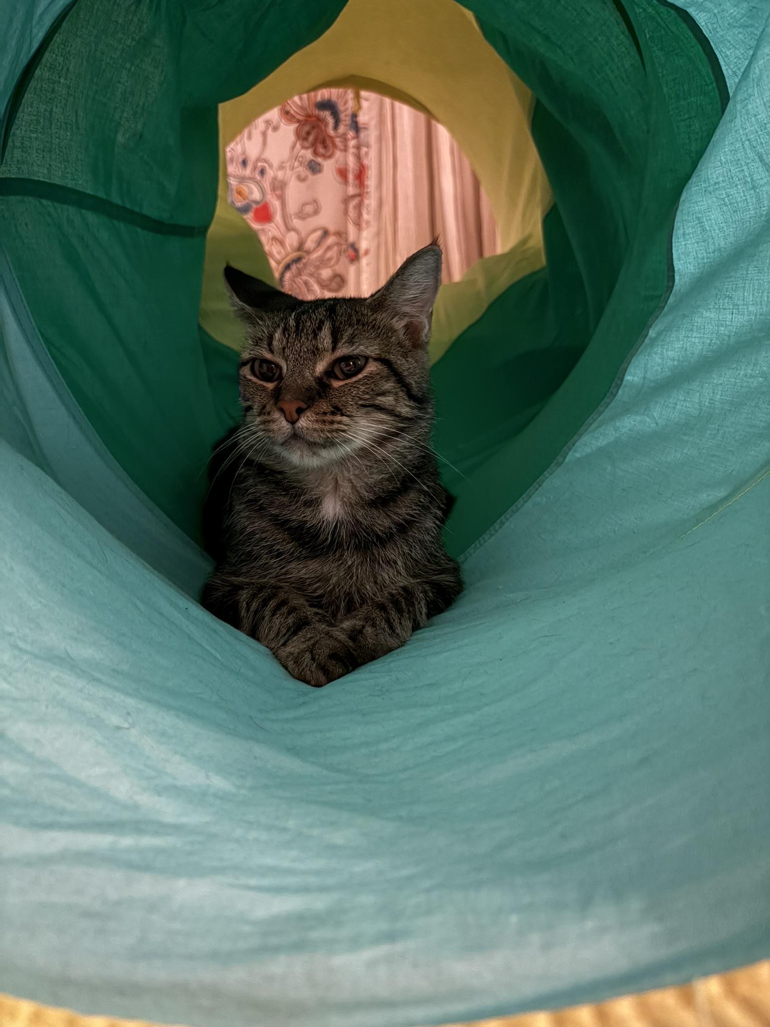 Diana, ADOPTABLE, Adult Female Domestic Short Hair.