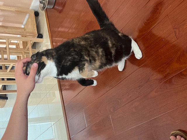 Chiba and Akira, Adopted, Senior Female Domestic Long Hair.