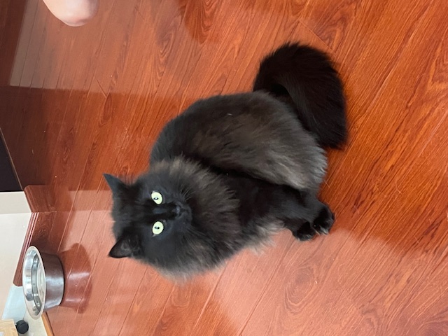 Enlarge Chiba and Akira, a Adopted Domestic Long Hair in Holmdel, NJ image 2/4