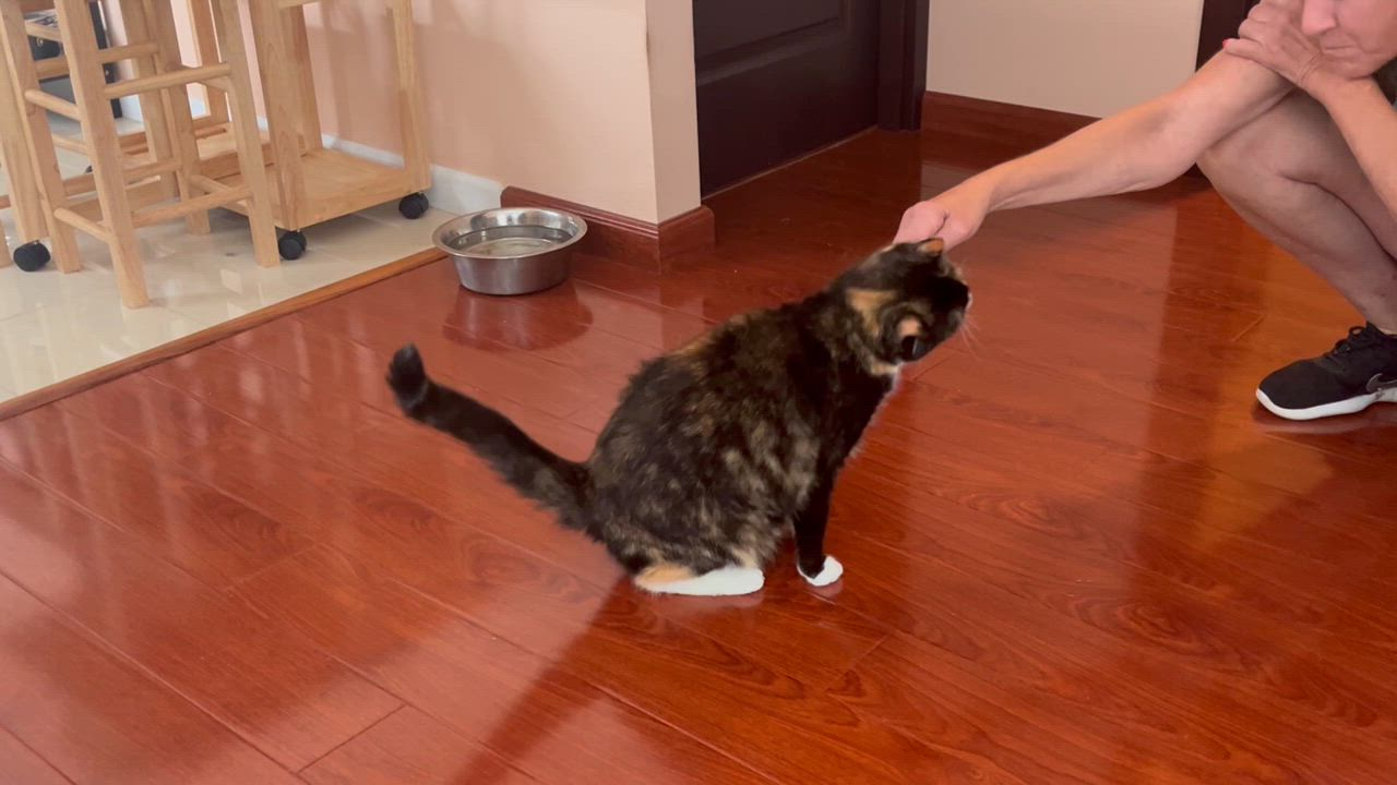 Enlarge Chiba and Akira, a Adopted Domestic Long Hair in Holmdel, NJ video 3/4