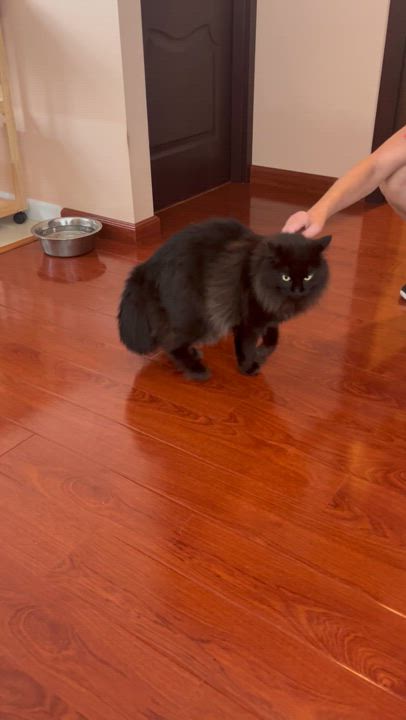 Enlarge Chiba and Akira, a Adopted Domestic Long Hair in Holmdel, NJ video 4/4