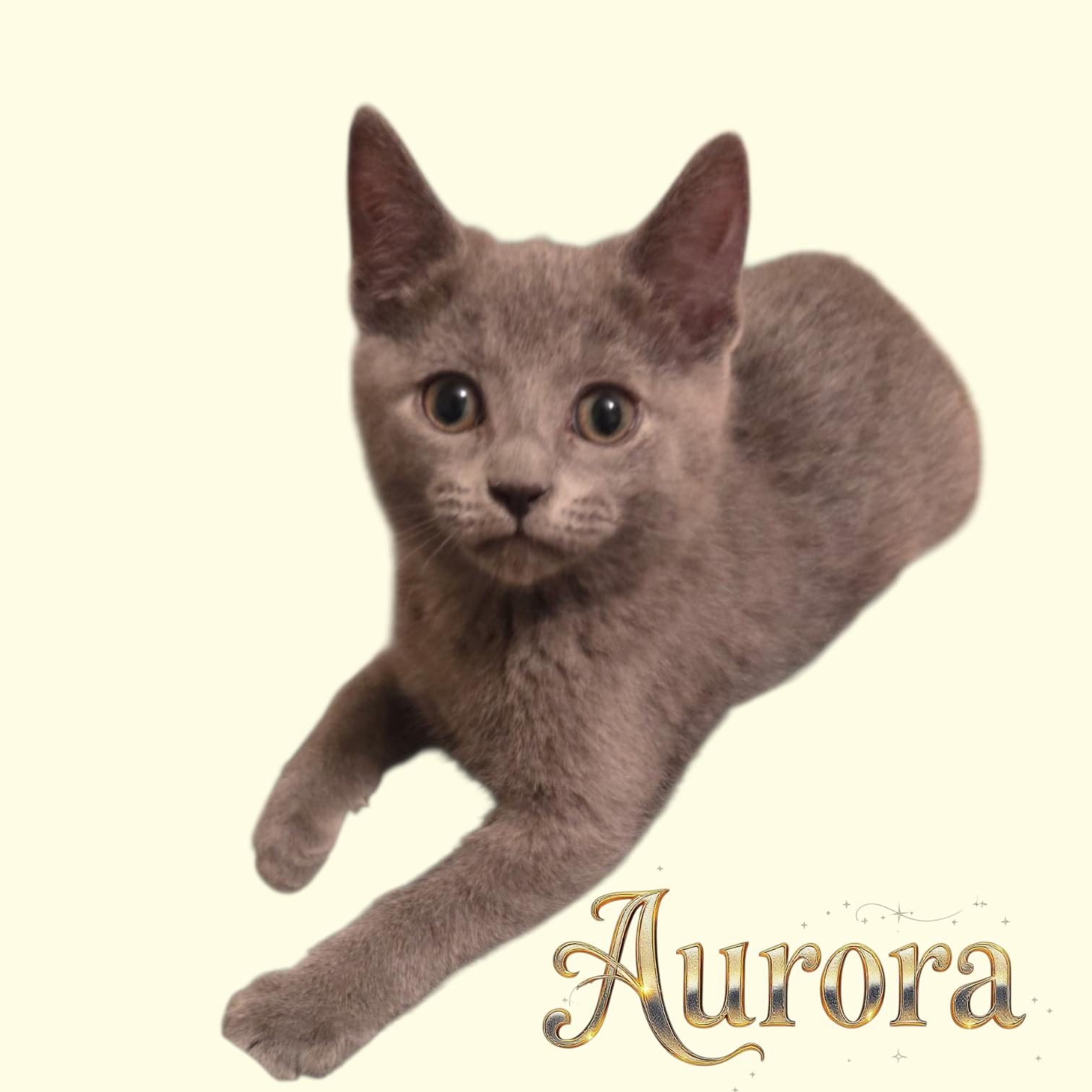 Aurora Moon, adopted, Kitten Female Domestic Short Hair.