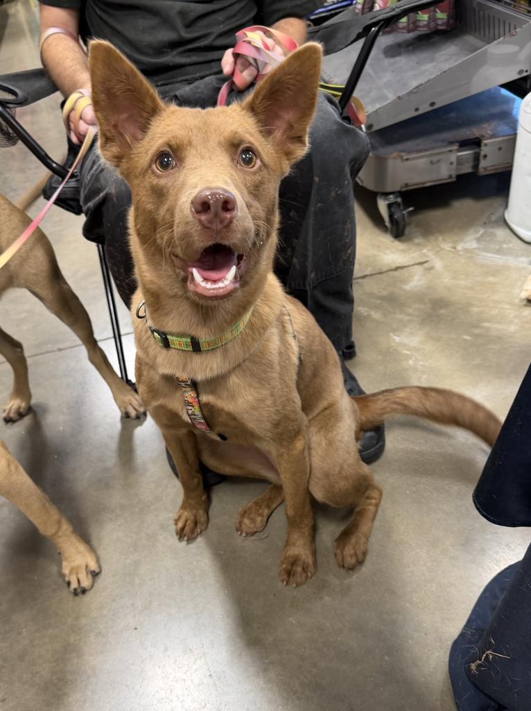 Kimi, Adoptable, Puppy Female Carolina Dog & Australian Kelpie.