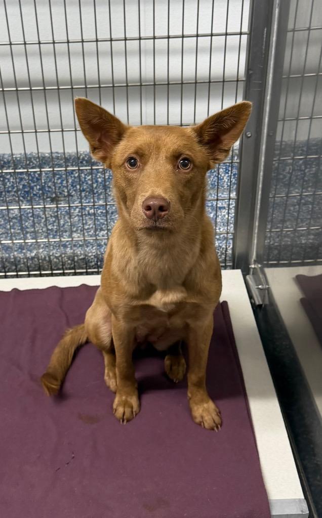 Enlarge Kimi, a Adoptable mixed breed in Maumelle, AR image 2/6
