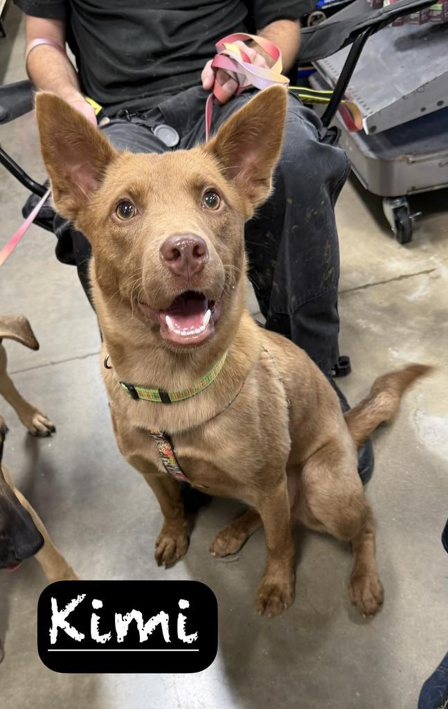 Enlarge Kimi, a Adoptable mixed breed in Maumelle, AR image 3/6
