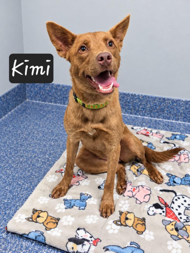 Enlarge Kimi, a Adoptable mixed breed in Maumelle, AR image 4/6