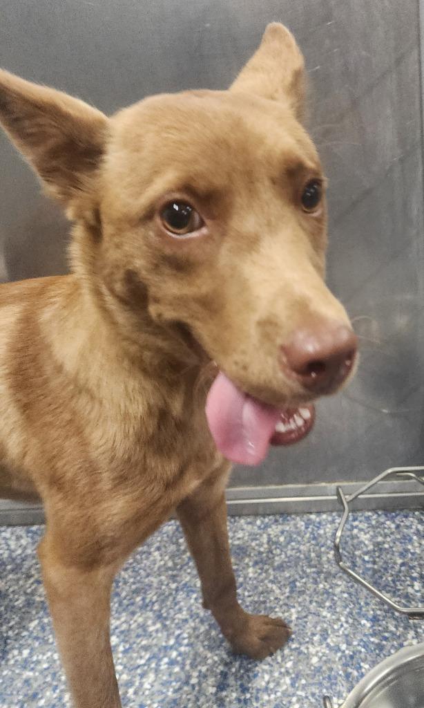 Enlarge Kimi, a Adoptable mixed breed in Maumelle, AR image 5/6