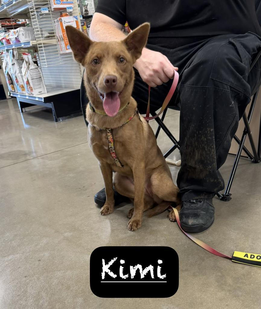Enlarge Kimi, a Adoptable mixed breed in Maumelle, AR image 6/6