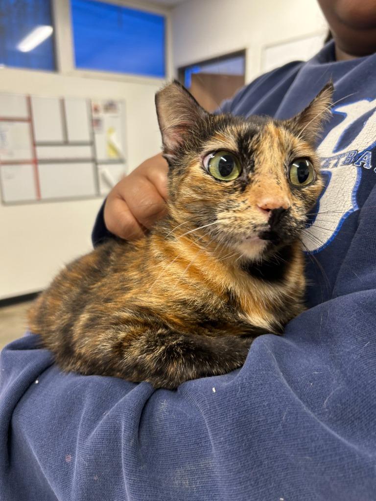 Cali, Adoptable, Young Female Domestic Short Hair.