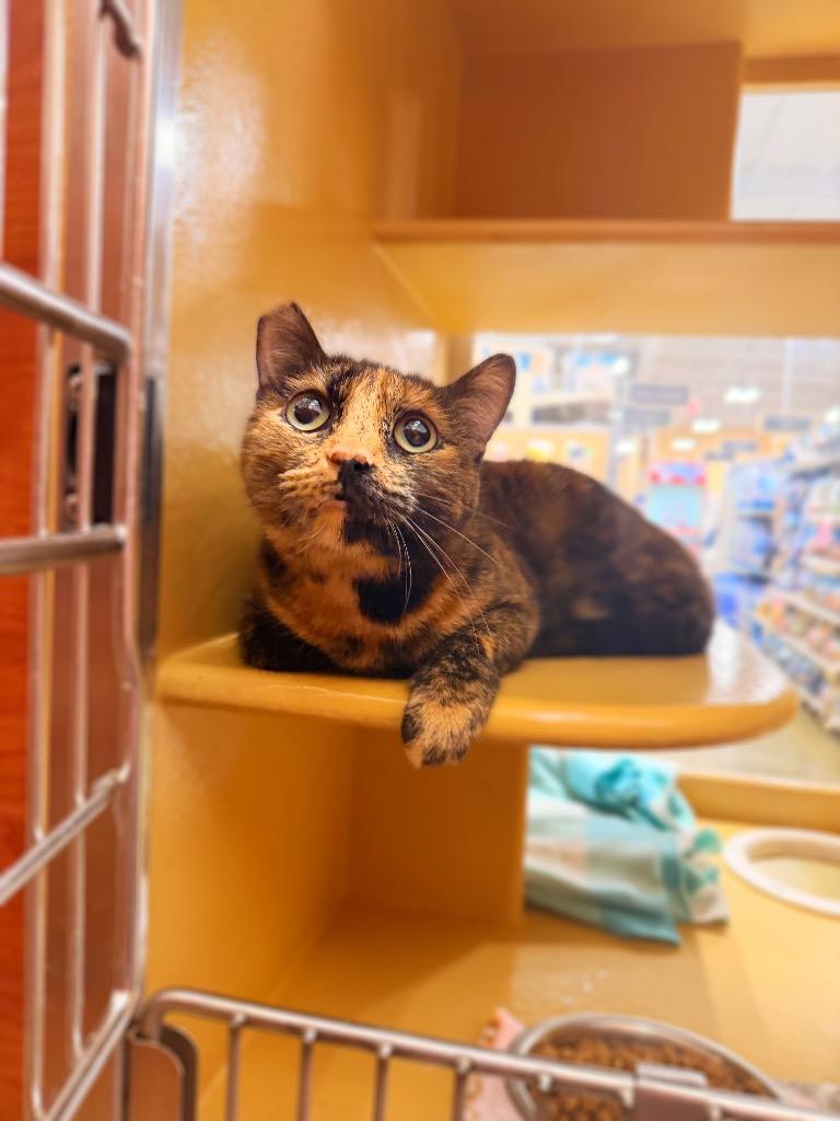 Enlarge Cali, a Adoptable mixed breed in Thousand Oaks, CA image 2/2
