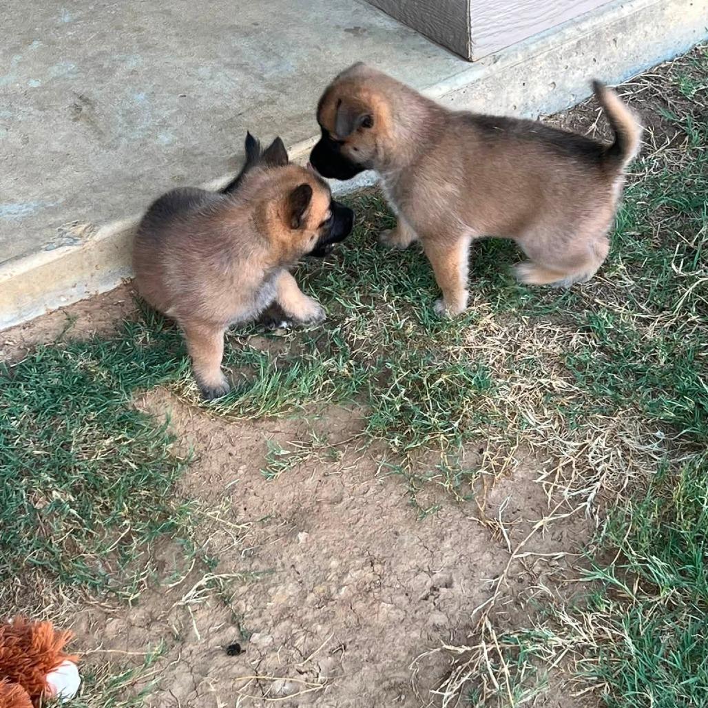 Lorelei 22832, Adoptable, Puppy Female Belgian Shepherd / Malinois & Mixed Breed.