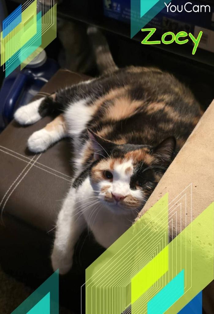 Enlarge Zoey, a Adoptable Calico in Miami, OK image 1/4