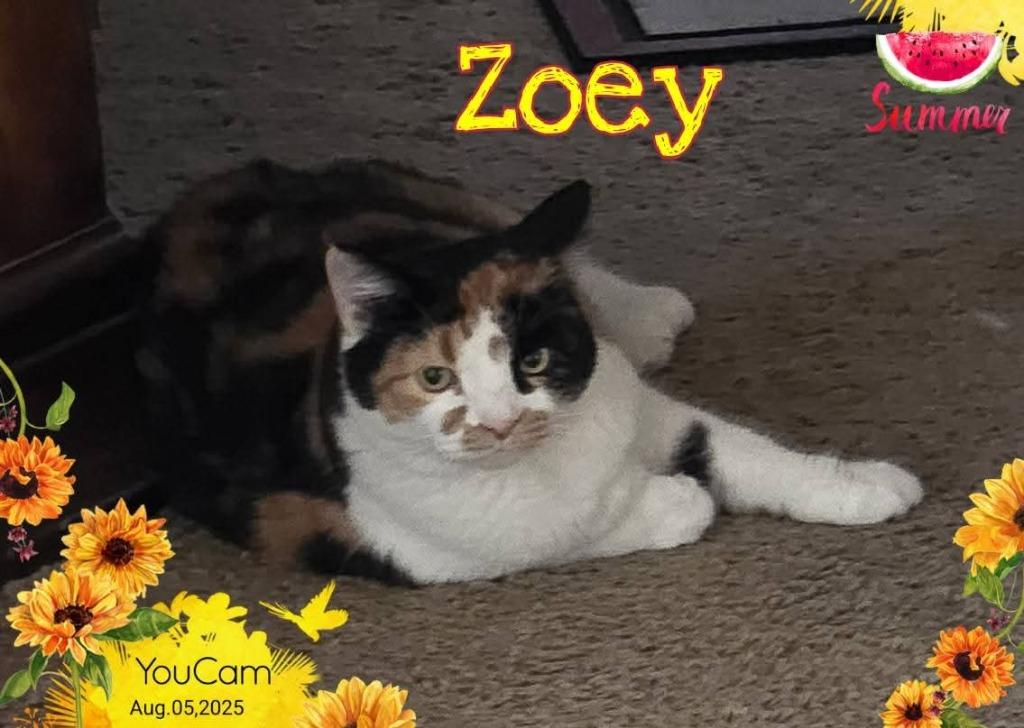 Enlarge Zoey, a Adoptable Calico in Miami, OK image 2/4
