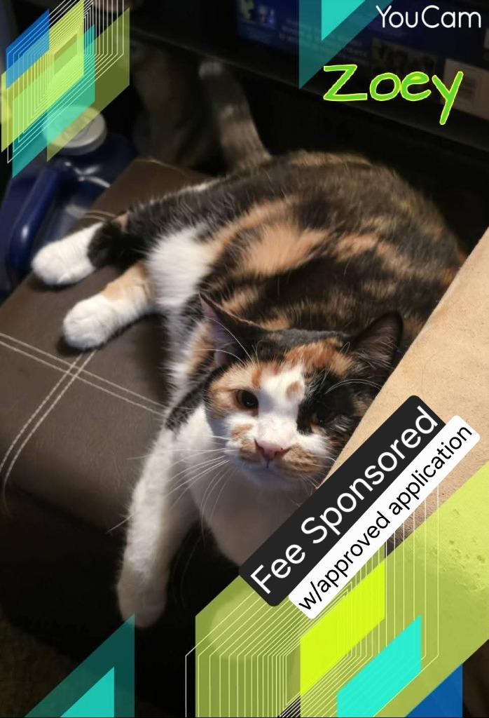 Enlarge Zoey, a Adoptable Calico in Miami, OK image 2/4