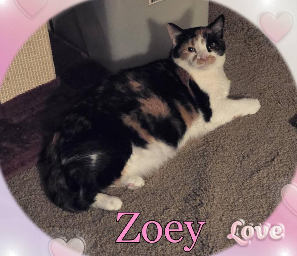 Enlarge Zoey, a Adoptable Calico in Miami, OK image 3/4