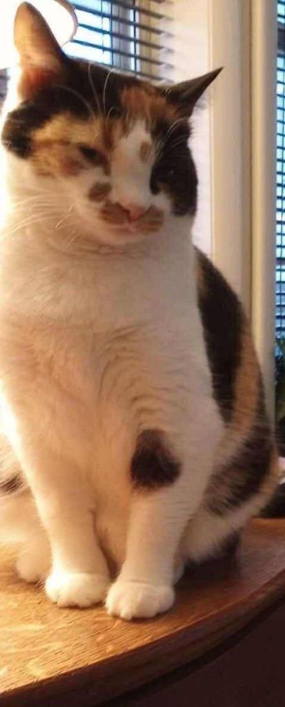 Enlarge Zoey, a Adoptable Calico in Miami, OK image 4/4