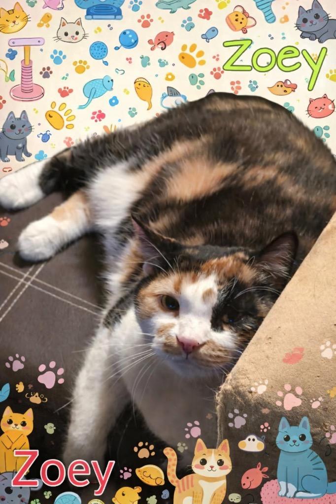 Enlarge Zoey, a Adoptable Calico in Miami, OK image 5/5