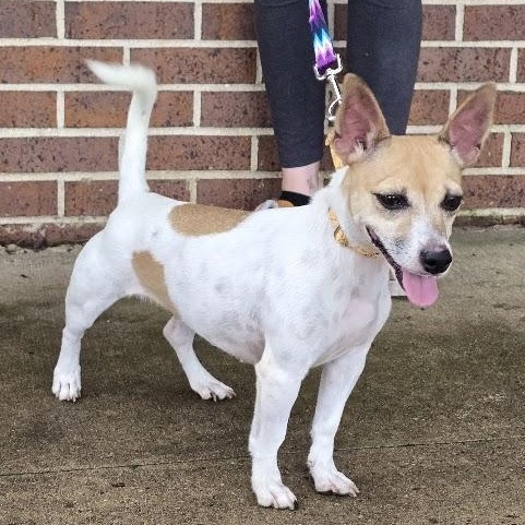 Enlarge Chloe, a Adopted Jack Russell Terrier in Waterloo, IA image 2/2
