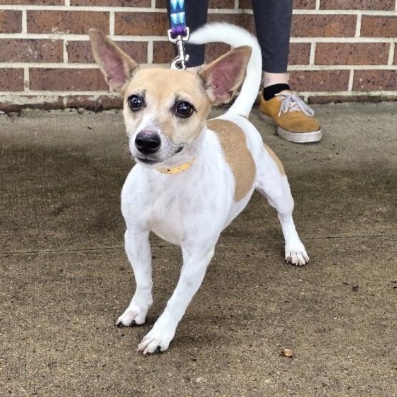 Enlarge Chloe, a Adopted Jack Russell Terrier in Waterloo, IA image 1/2