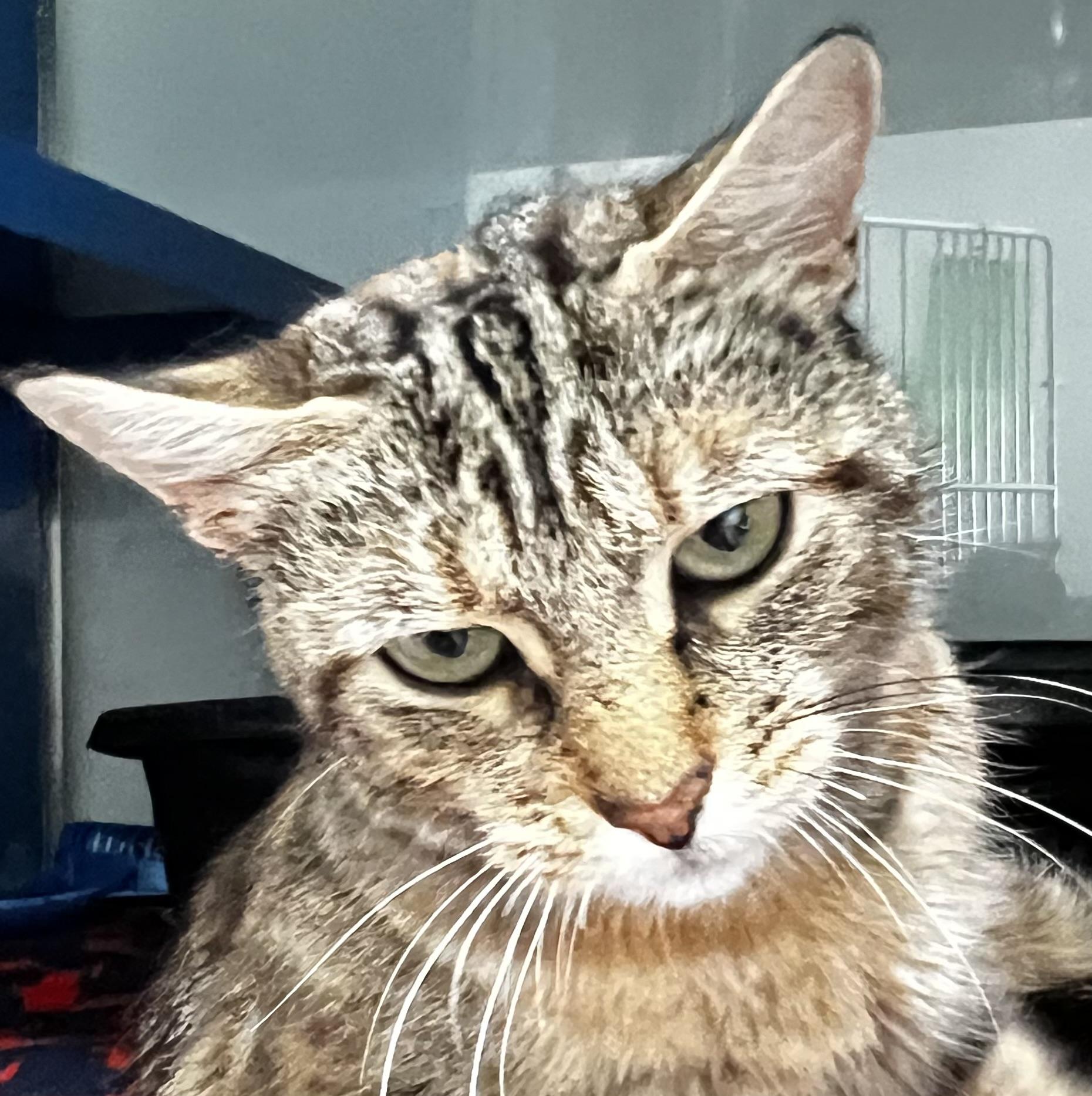 Coral, an adoptable Domestic Short Hair in Sault Sainte Marie, MI, 49783 | Photo Image 2