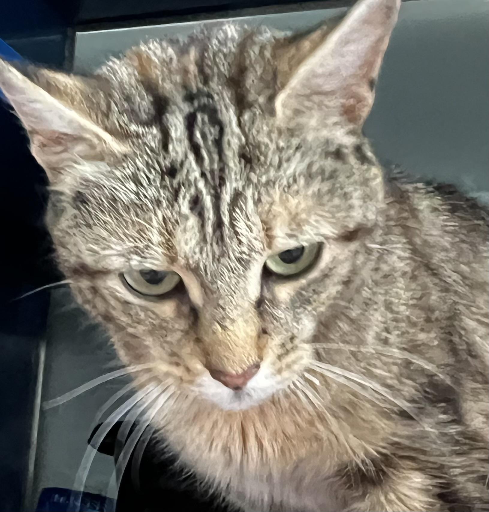 Coral, an adoptable Domestic Short Hair in Sault Sainte Marie, MI, 49783 | Photo Image 3