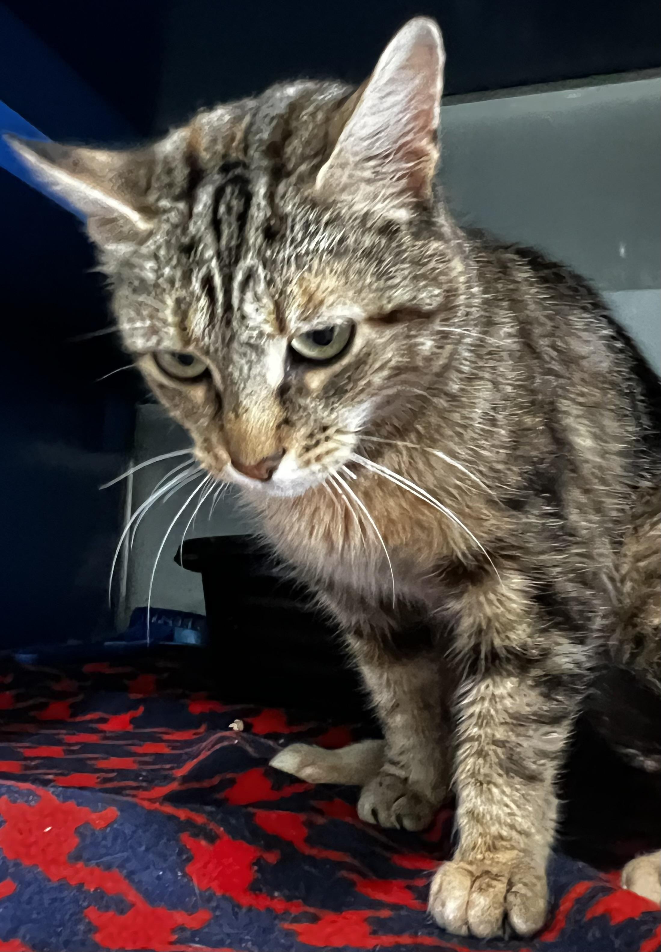 Coral, an adoptable Domestic Short Hair in Sault Sainte Marie, MI, 49783 | Photo Image 4