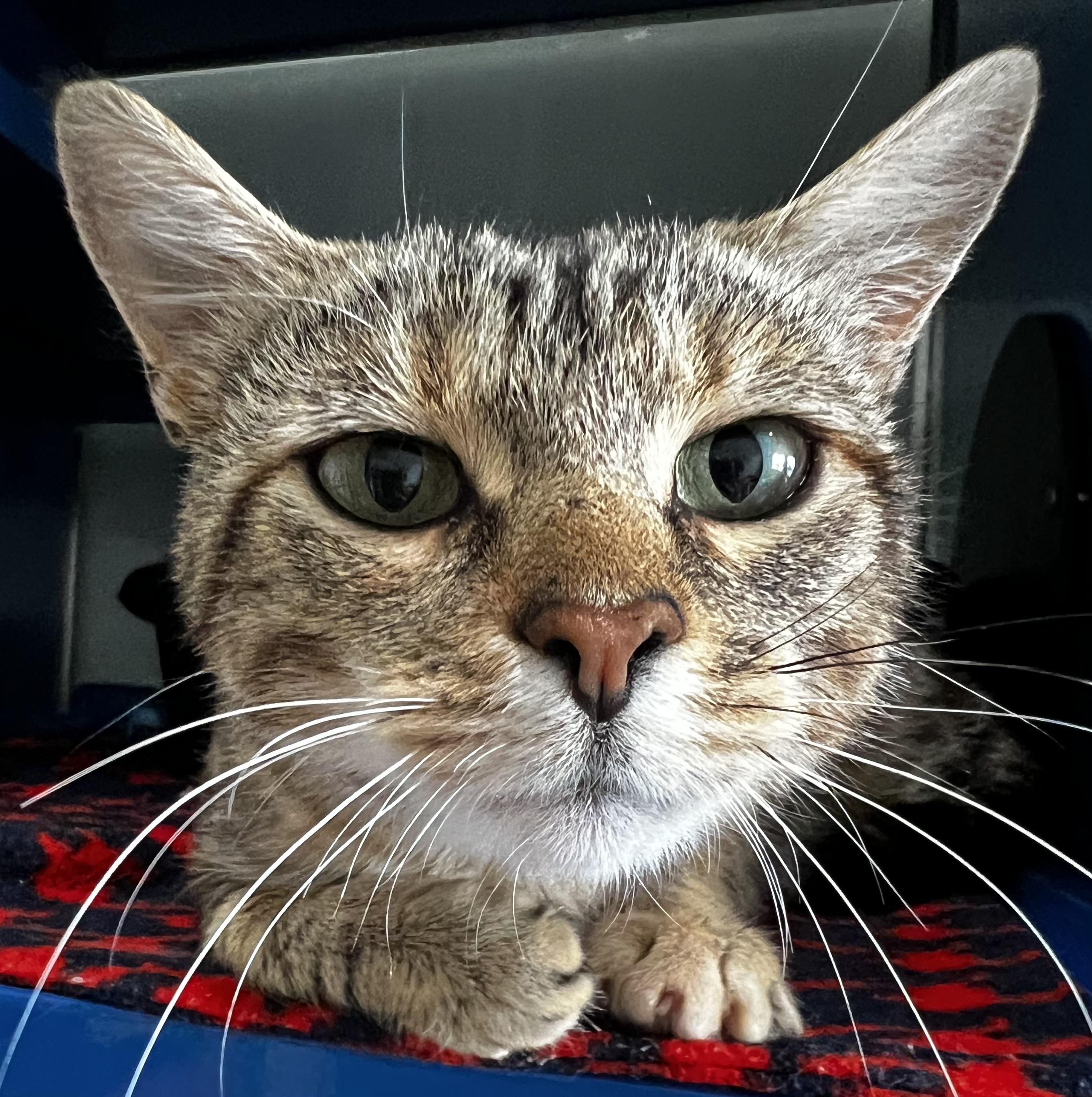 Coral, an adoptable Domestic Short Hair in Sault Sainte Marie, MI, 49783 | Photo Image 1